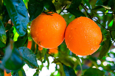 Citrus