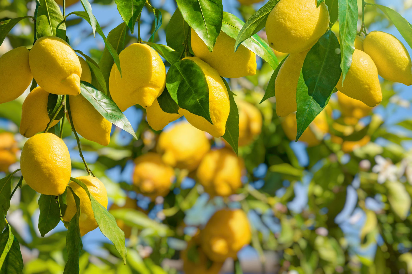 Citrus