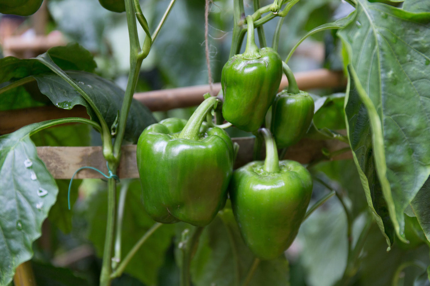 Peppers