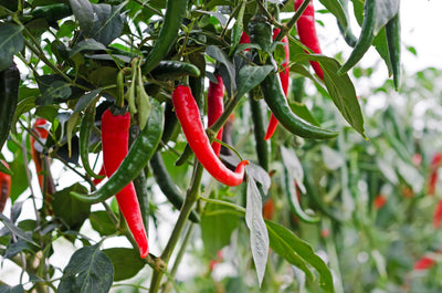 Peppers