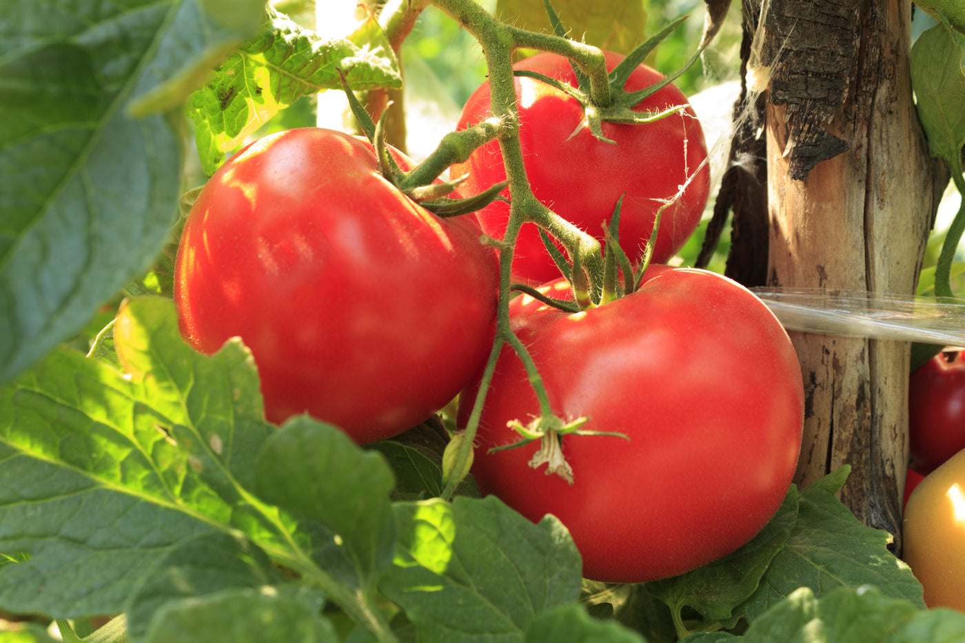 Tomatoes