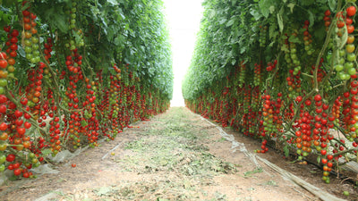 Tomatoes